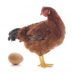 isolated chicken with egg